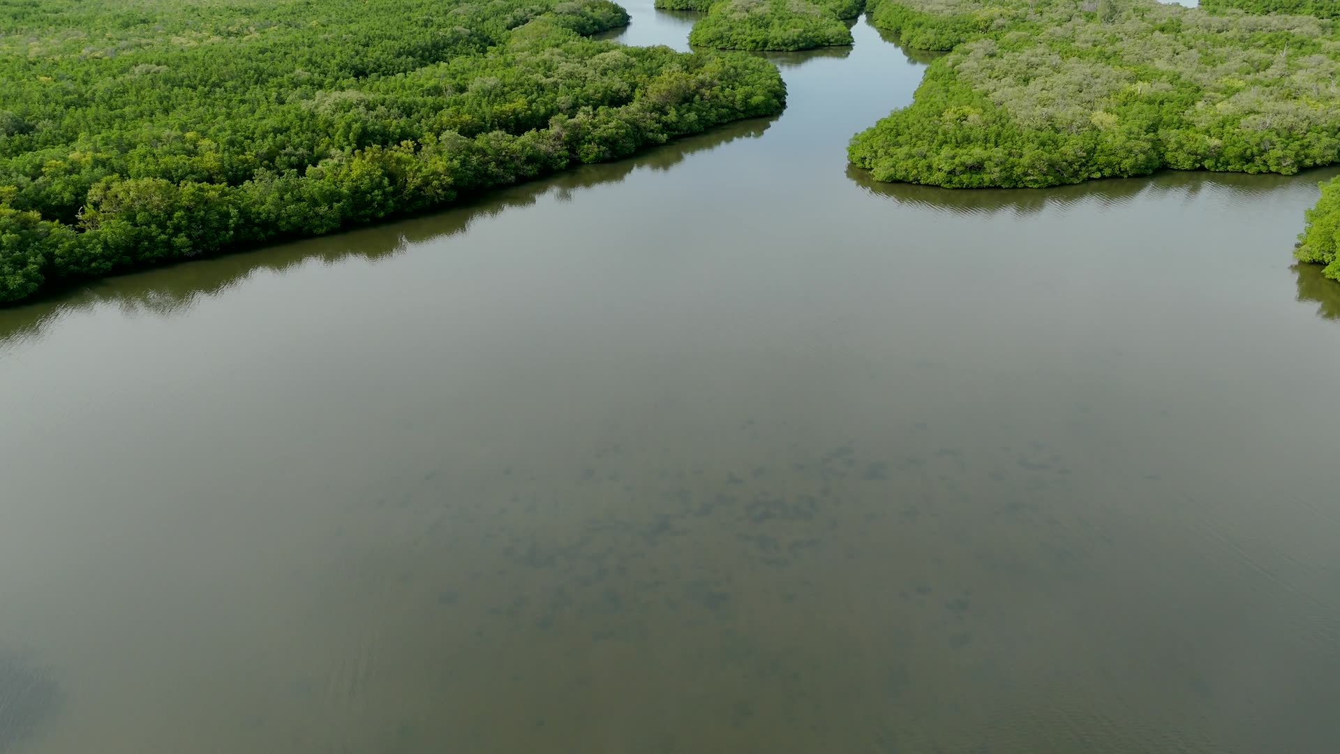 A river delta from the air: dark water winding between islands of green canopy