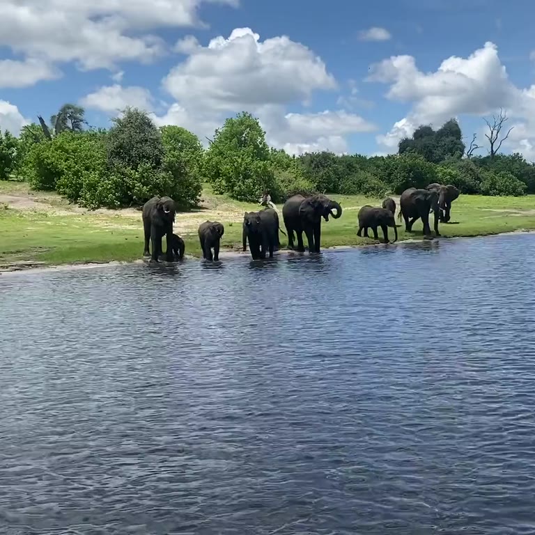 A breeding herd of elephants drinking at the river's edge under a sky of cumulus cloud