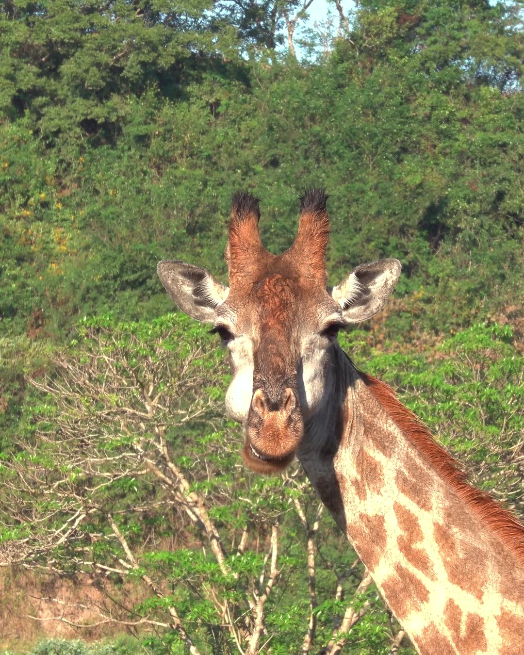 A giraffe looking straight at the camera over the bush